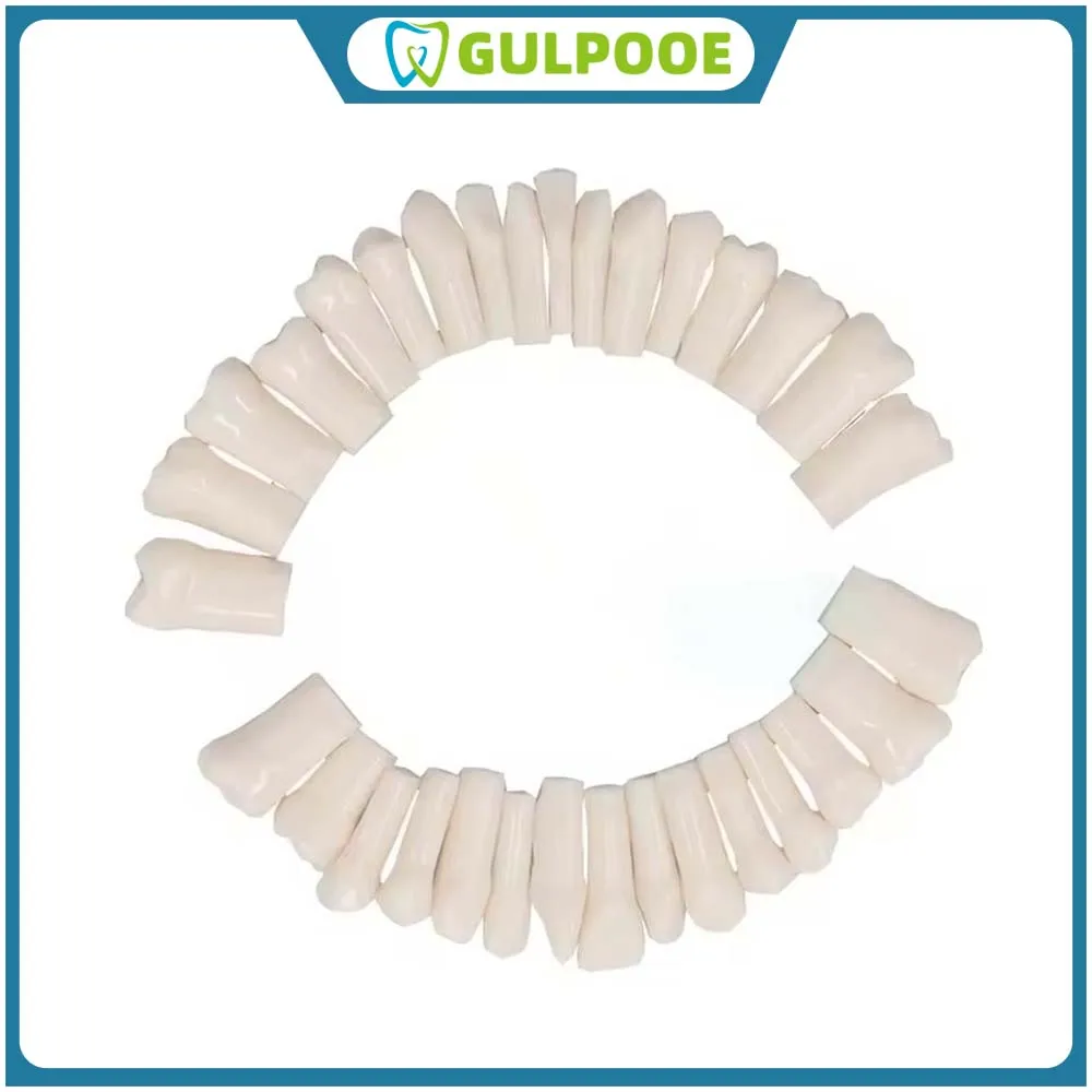 GULPOOE28Pcs/Bag Dental Model Removable Tooth For Practice Model Dental Granule Teaching Simulation Model Teaching Accessories