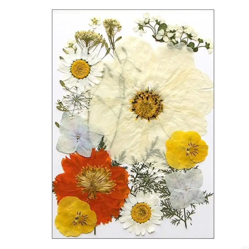 Natural Pressed Dried Flower Leaves Set for Scrapbooking Jewelry Making Photo Frame Phone Case Bookmarks Decorations 