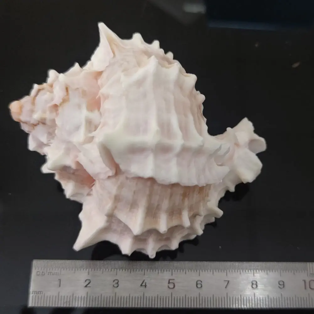 Natural Seashells Starfish Mixed Set For Aquarium Landscaping Hermit Crab Housing Drift Bottle Decoration Craft Art Pieces