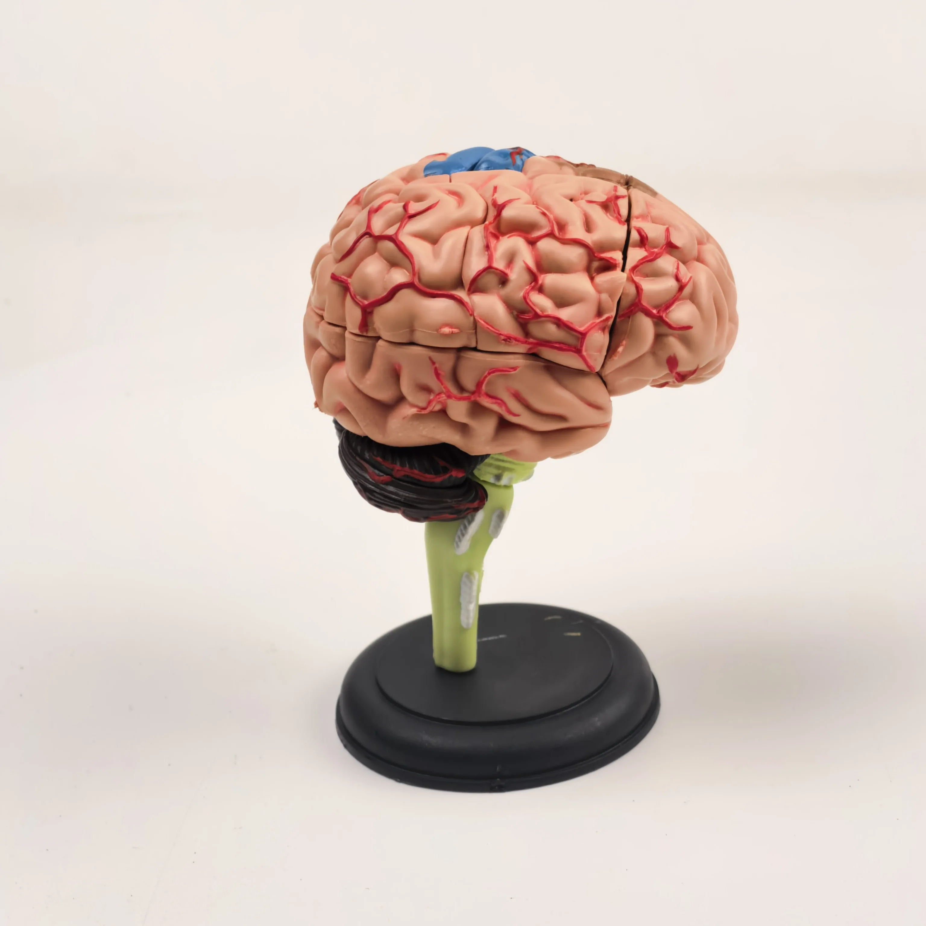 PVC 9x9x9cm Human Brain Anatomical Model Need Assemble Imagination Culture Medical Science Teaching