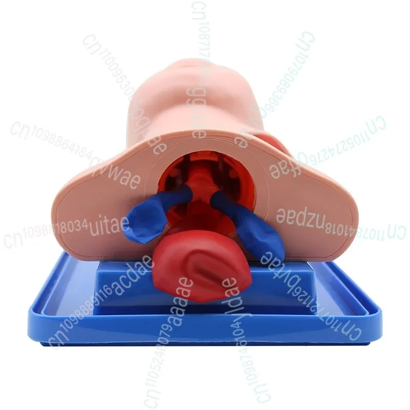 نموذج التنبيب الرغامي لحديثي الولادة/الرضع التناظرية مزدوجة الرئة والفم والأنف مجرى الهواء الرغامي محاكاة التدريس