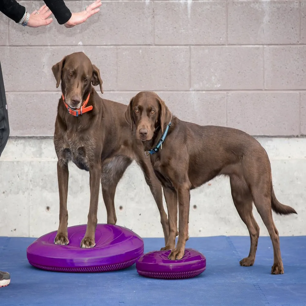 Dogs Pet Balance Disc Fitness Rehab Exercise Building Strengthening Core Muscles Limbs Great For Beginners Balance Training