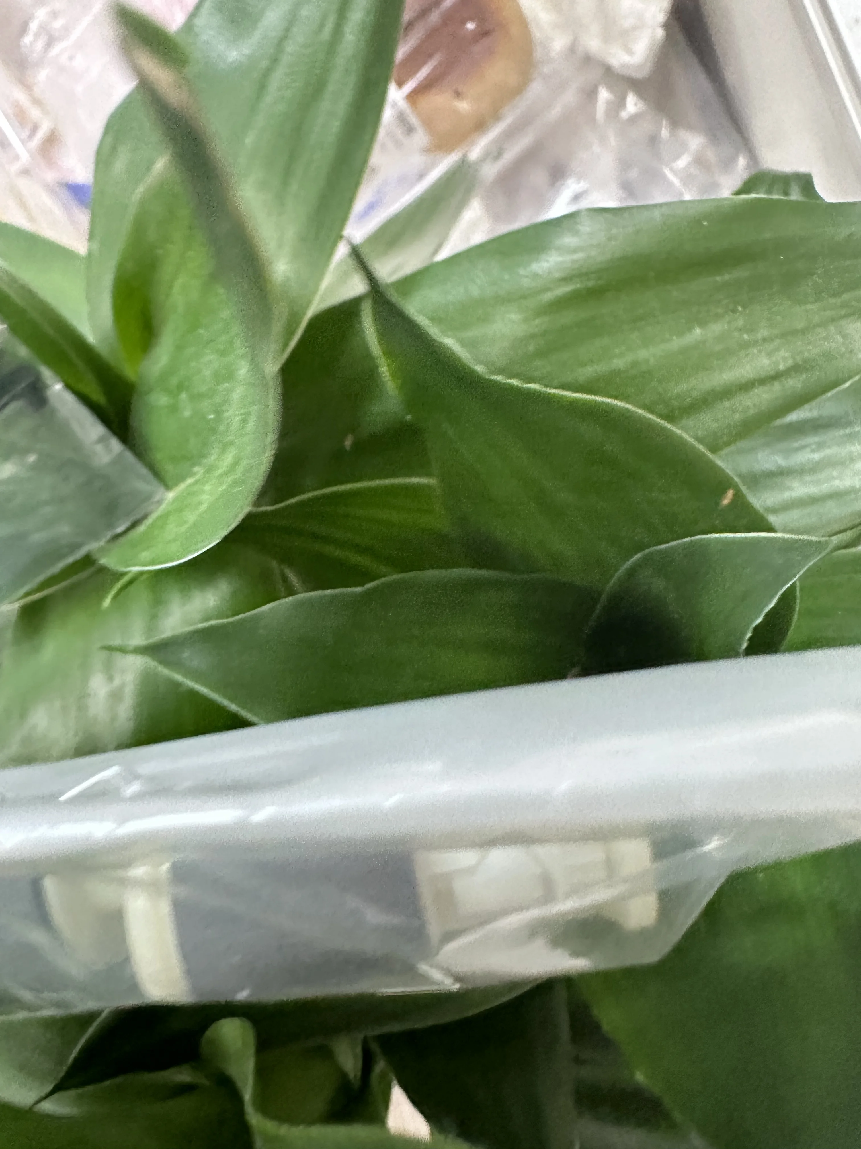 

5X комплект ролика захвата ADF для EPSON L5190 L5198 L5290 L5298 L6170 L6190 L6178 L6198 L6176 L6167 L6290 L6298 L6490 L6498 L14150