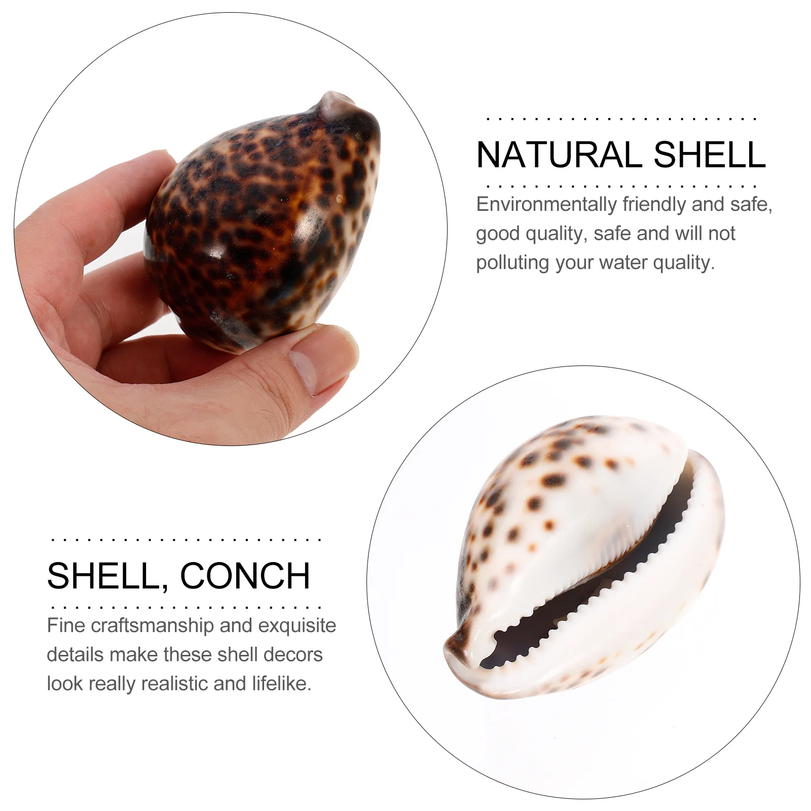 

Shells for Decorating Fish Tank Ornaments Landscaping Decorations Aquarium Natural