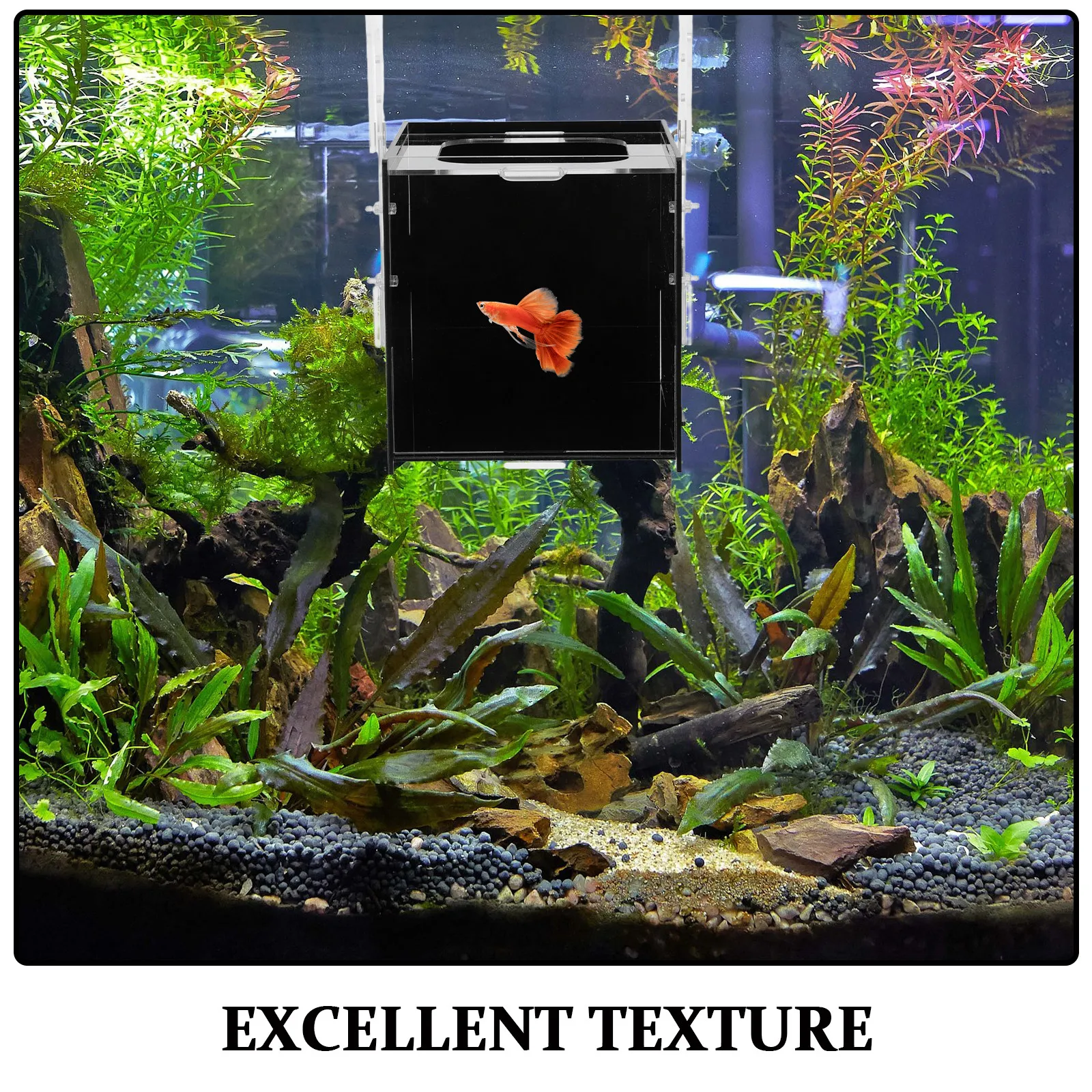 Fish Breeding Isolation Box Ac - Aquarium Fish Betta ulasan dan harga