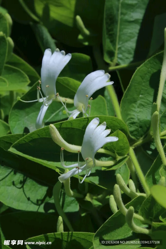 

Набор инструментов: крестовая отвертка 4/5 мм, шлицевая отвертка 4/5 мм, гаечный ключ с нескользящей рукояткой из алюминиевого сплава для радиоуправляемых вертолетов