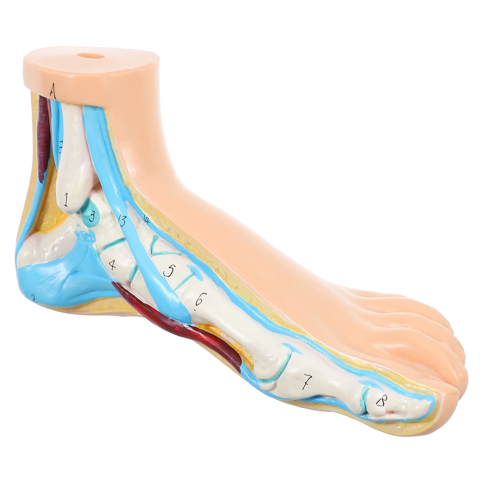Foot Joint Model Models Medical Teaching Mold Normal Anatomy Bow Anatomical Vinyl Hospital for Clinic Display