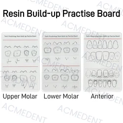 3 rozmiary zęby dentystyczne morfologia żywica budowanie tablica do ćwiczeń żywica kompozytowa szablon do napełniania deska morfologiczna praktyka do nauki Mo