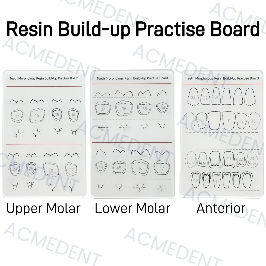 3Sizes Dental Teeth Morphology Resin Build-Up Practise Board Composite Resin Filling Template Morphology Board Study Practise Mo