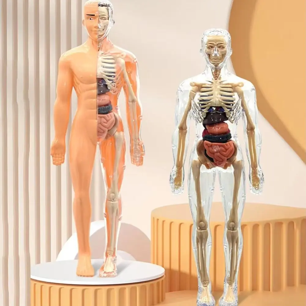 Modello di torso umano in plastica 3d Costruzione trasparente Scienza Puzzle cognitivo Manichino fai da te Modello di scheletro Montessori