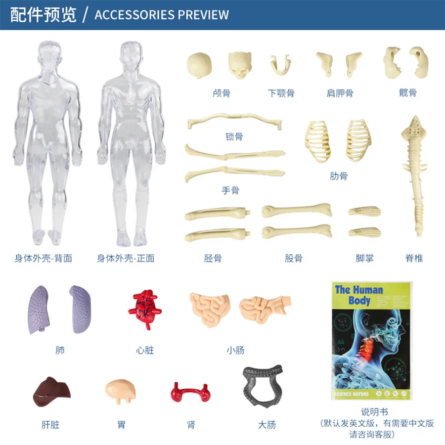 Children's Early Education Toys Explore The Skeleton Structure of Human Life Science Laboratory Organ Model Holiday Gift