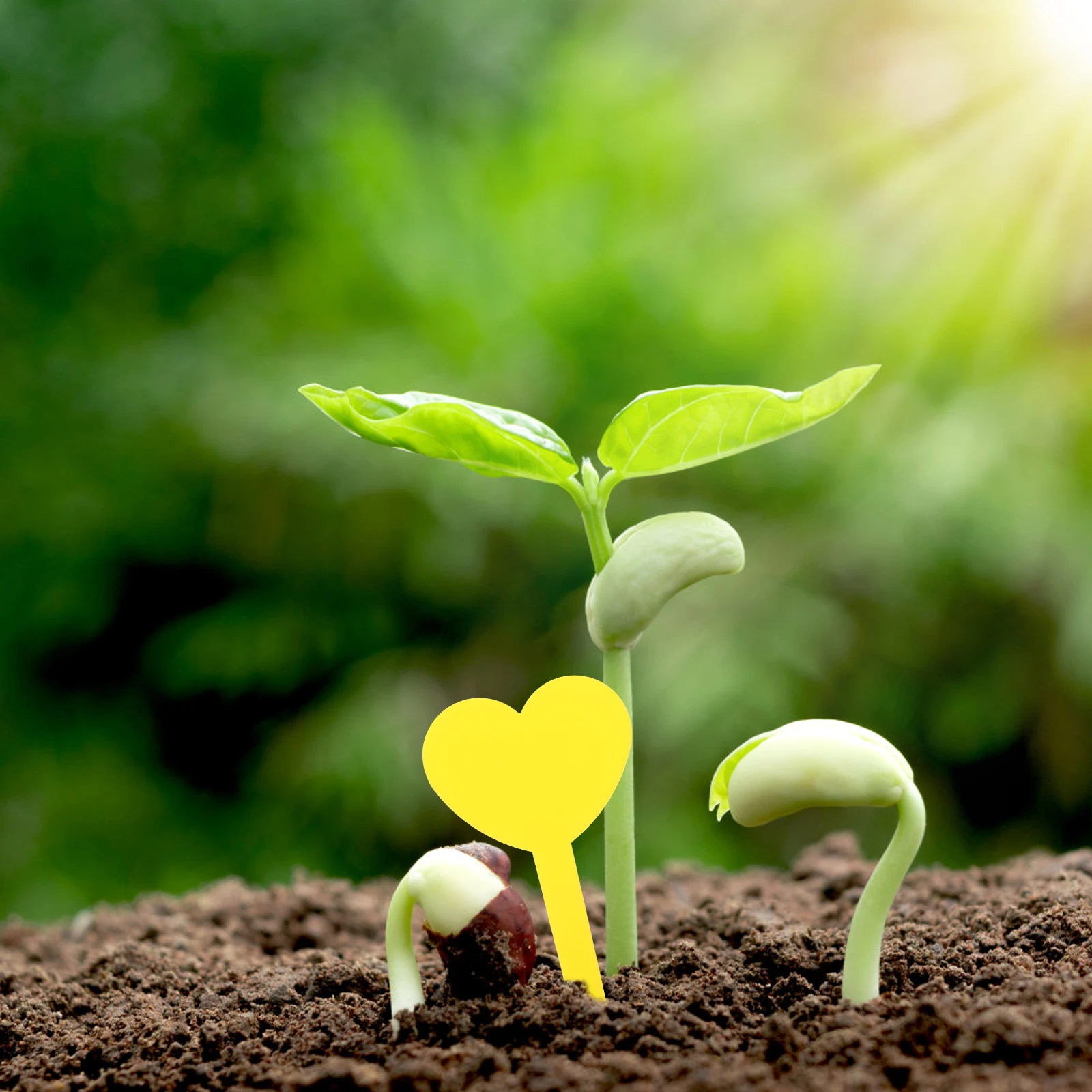 

100 Pcs Heart-shaped Flower Card Tree Identification Tags Gardening Labels Plates Seedling Markers Plants