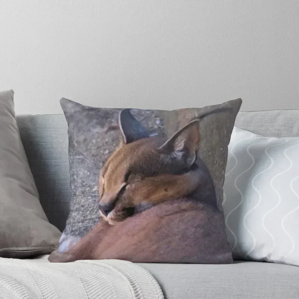 CARACAL - Felis caracal - 1125 views 2011/09/09 Throw Pillow Sofa Pillow Cover Throw Pillow Covers