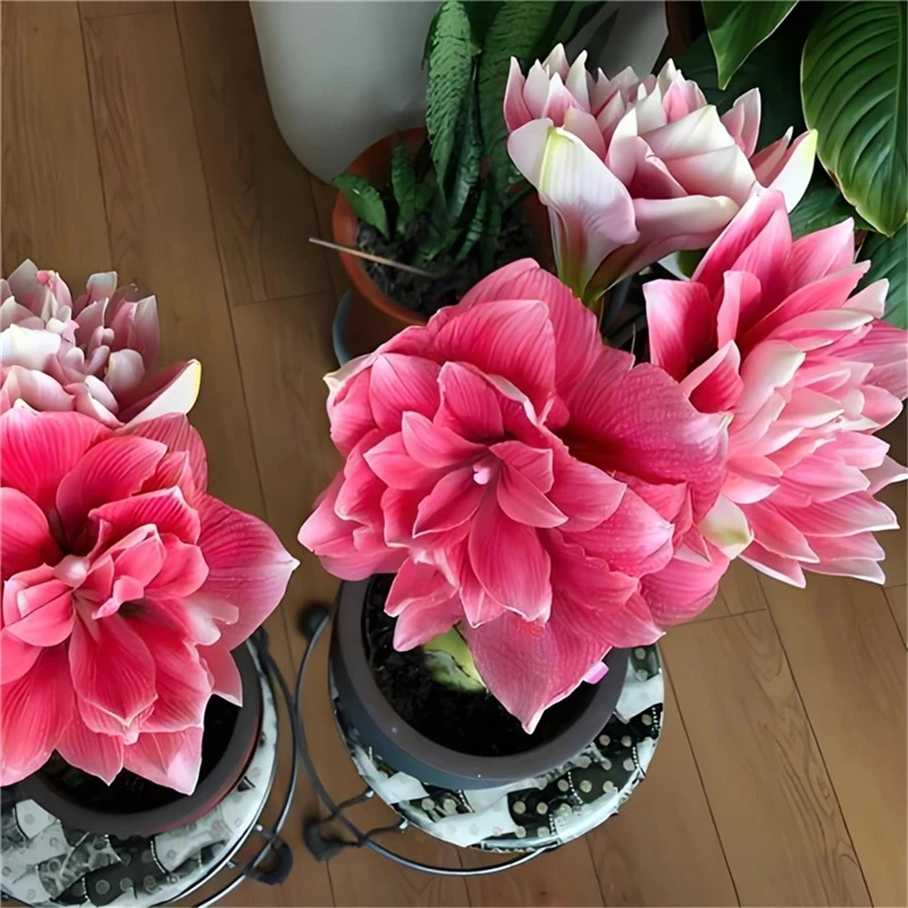 sideboard for Flowers Hippeastrum Plant furniture 2Pcs