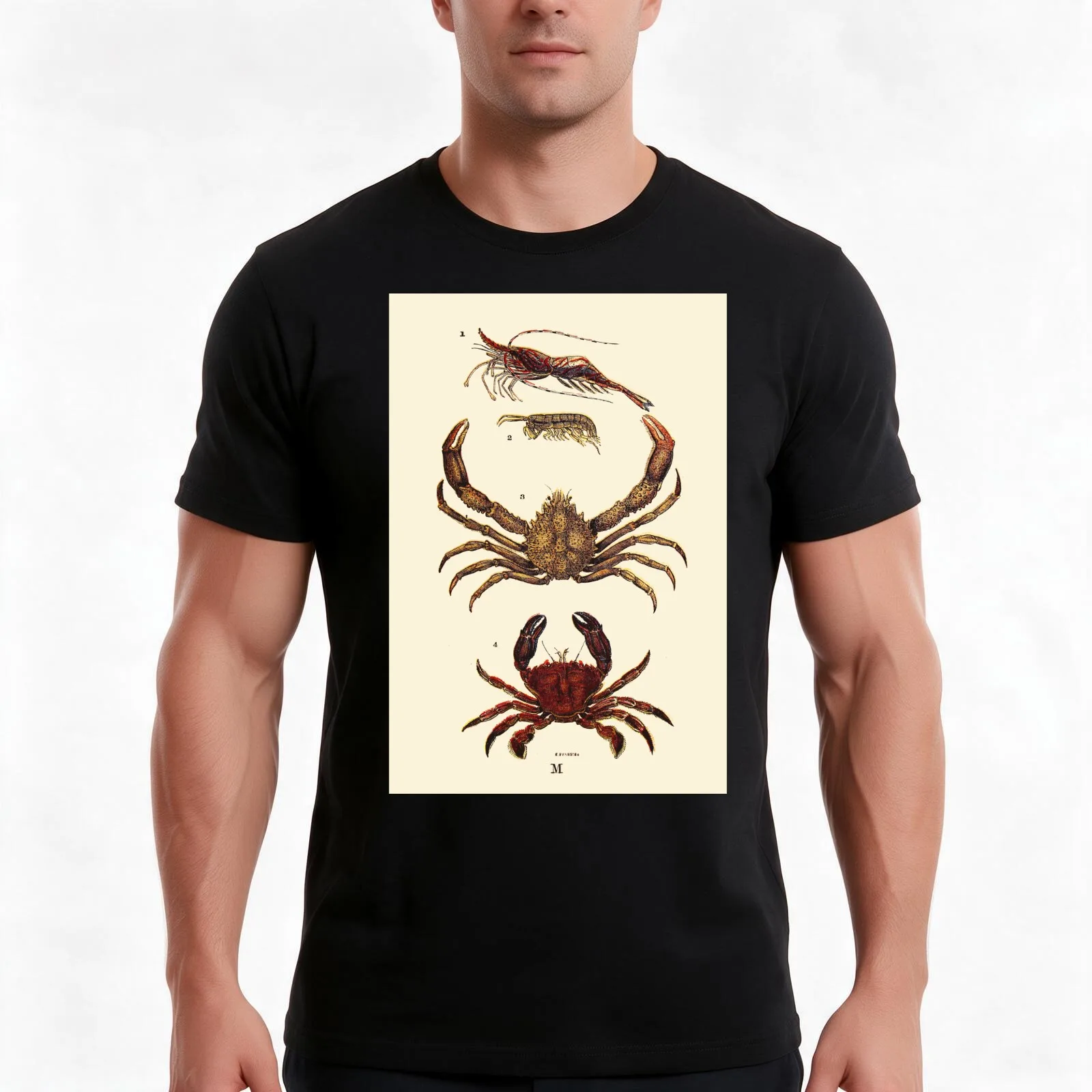 Vintage sea life illustration - Prawn - sandskipper - spider-crab and velvet fiddler T-Shirt Summer Casual Cotton Tee