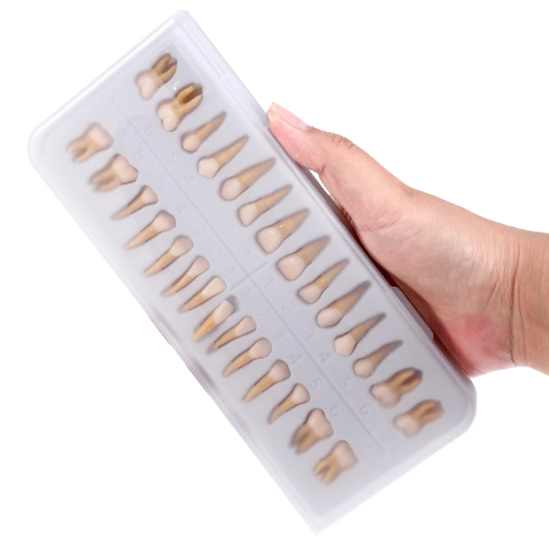 28 قطعة نموذج لشكل الأسنان الدائم محاكاة 1: 1 نموذج أسنان معزول مع الجذر القياسية الكبار أدوات الدراسة التدريس التشريحي