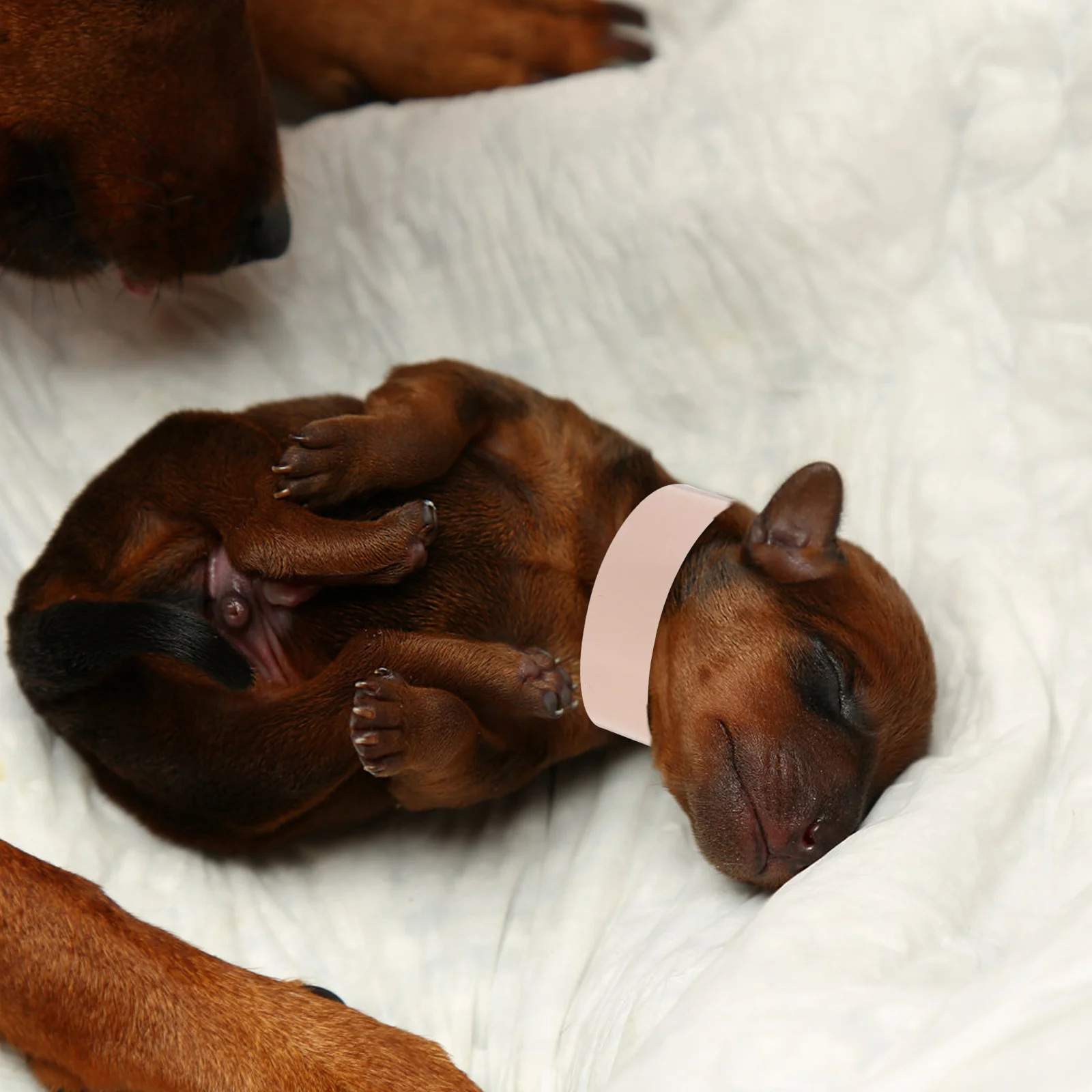 

100Pcs Pet Tag Collars Soft Durable Adjustable Puppy Id Bands for Newborn Puppy Litter Identification Dog Id Band