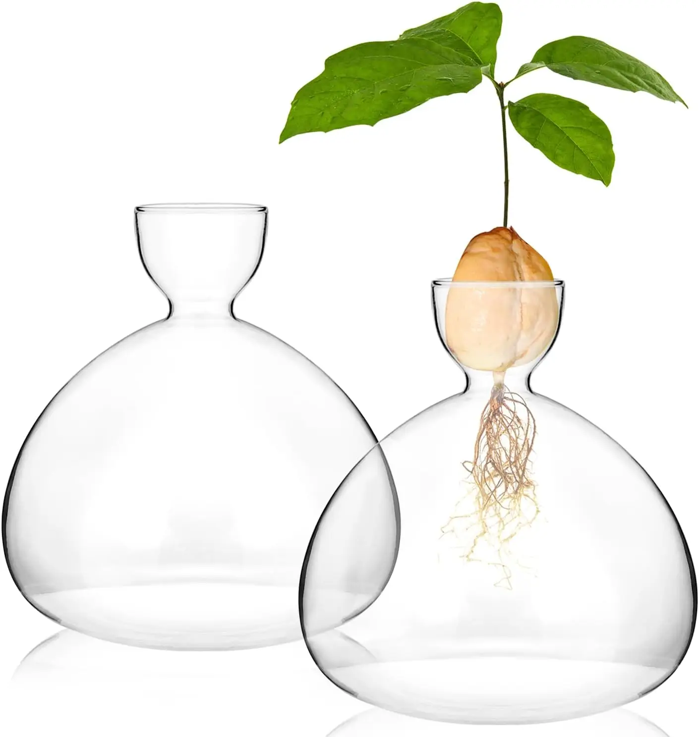 Avocado Seed Starter Glass Vase Pot, Avocado Tree Germination Growing Kit, Indoor Home Plant Decor Unusual Gardening Lover Gifts
