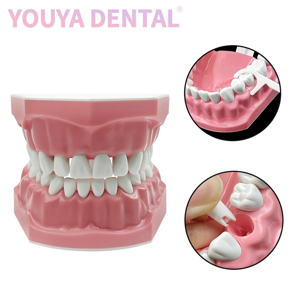 1Pcs Dental Model Brushing Flossing Practice Teeth Typodonts Mode Gingiva Visible Anatomic Demonstration Teaching Studying