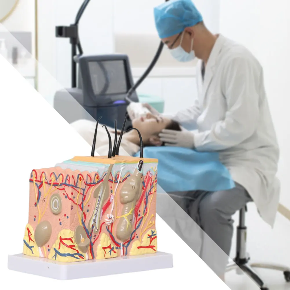Dermatology Teaching Aid Skin Layer Diagram Realistics Anatomical Teaching Aid For Spa Clinic Display