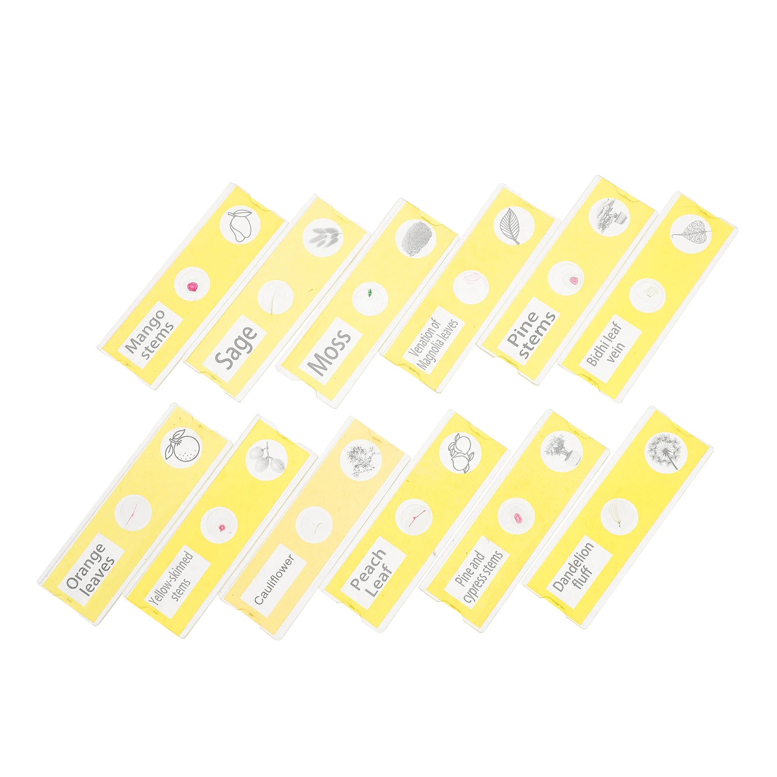 

12 Pcs Microscope Slides Botany Specimens Clear Observation Assorted Plants Samples Safe Kids Plastic Teaching Equipment