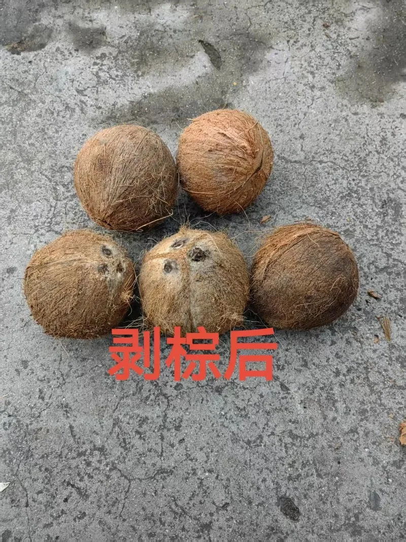 Fully Automatic Old Coconut Shell Removal Machine 380/220V Customizable Durable Machines Suitable for Commercial Use