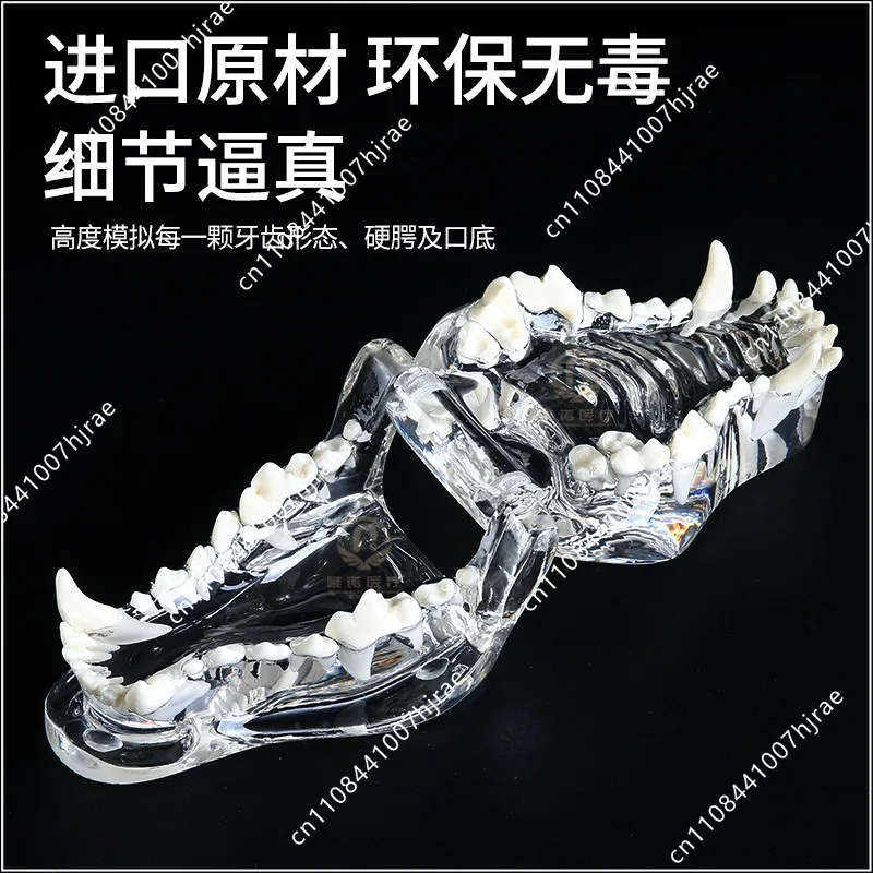 Pet tooth model transparent teaching demonstration animal simulated oral dental model