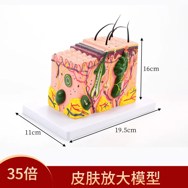 Human Anatomical Skin Subcutaneous Tissue Dissection Model Medical School Model Anatomy Biology Medical Teaching Aids