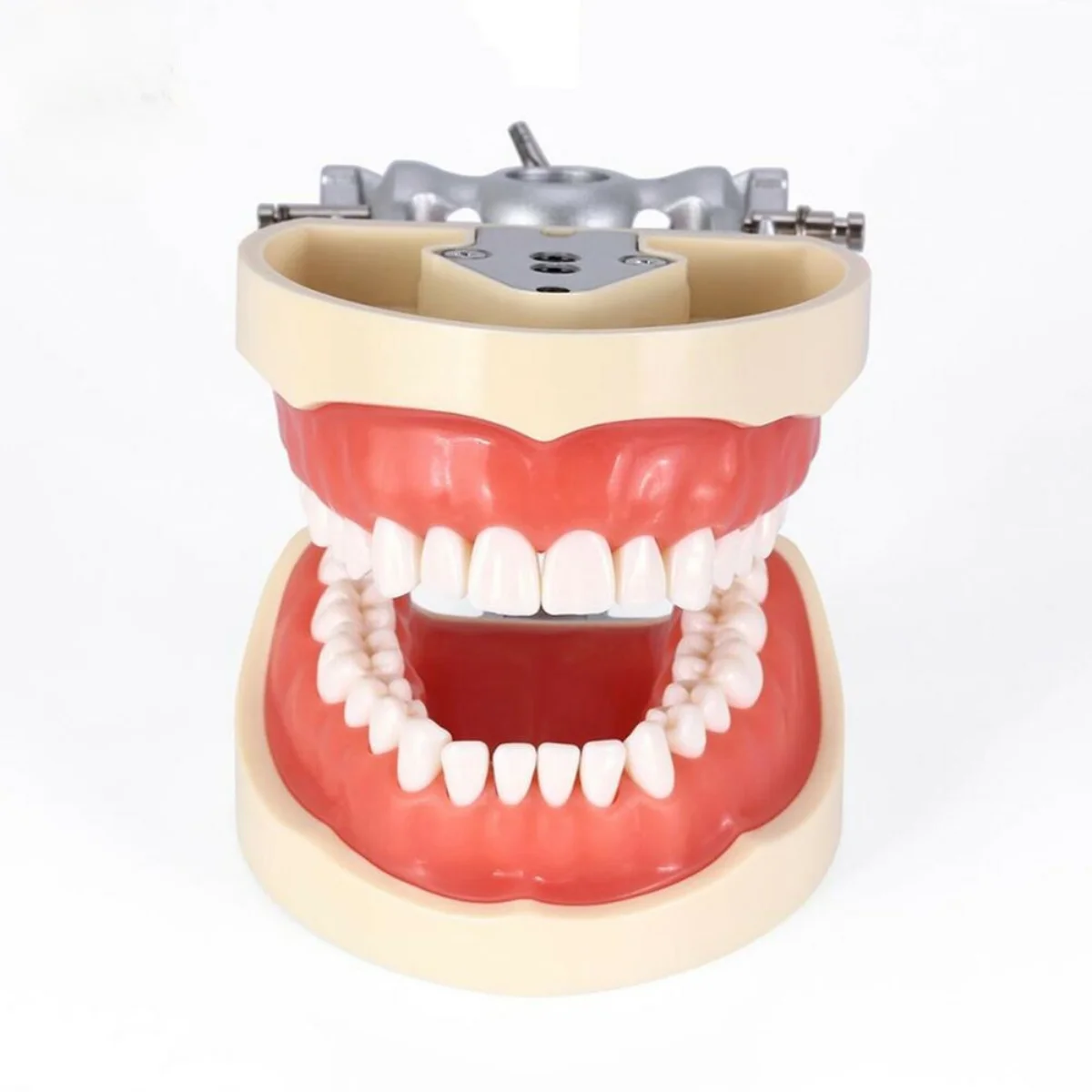 Teeth Model Kilgore NISSIN 200 Type Typodont Model Removable