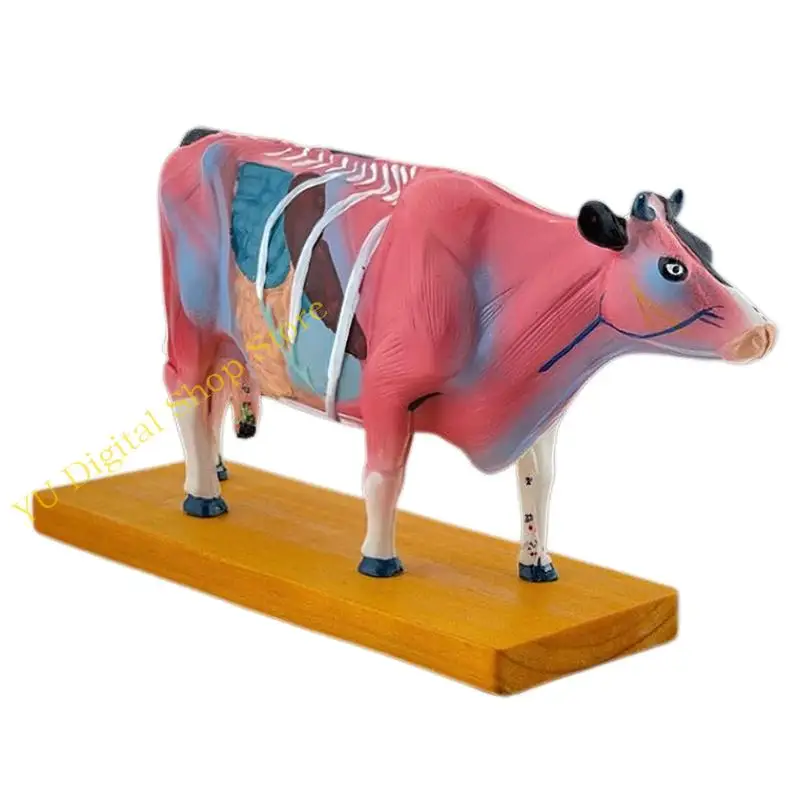 96BA Animal Anatomy Model Cattle Anatomy Model Organs Teaching Prop