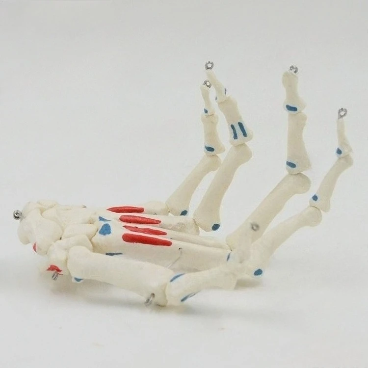 

Human hand joint model Palm bone structure