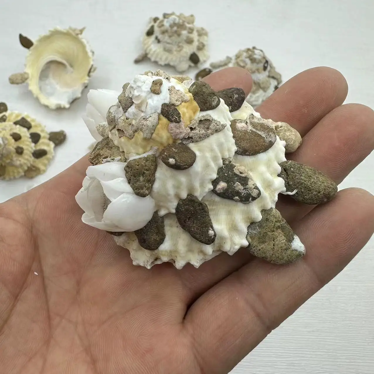 Natural Turbo Scapha Shells, 7-9cm, Ideal for Aquarium Scaping & Collection, Turbo Scapha Species