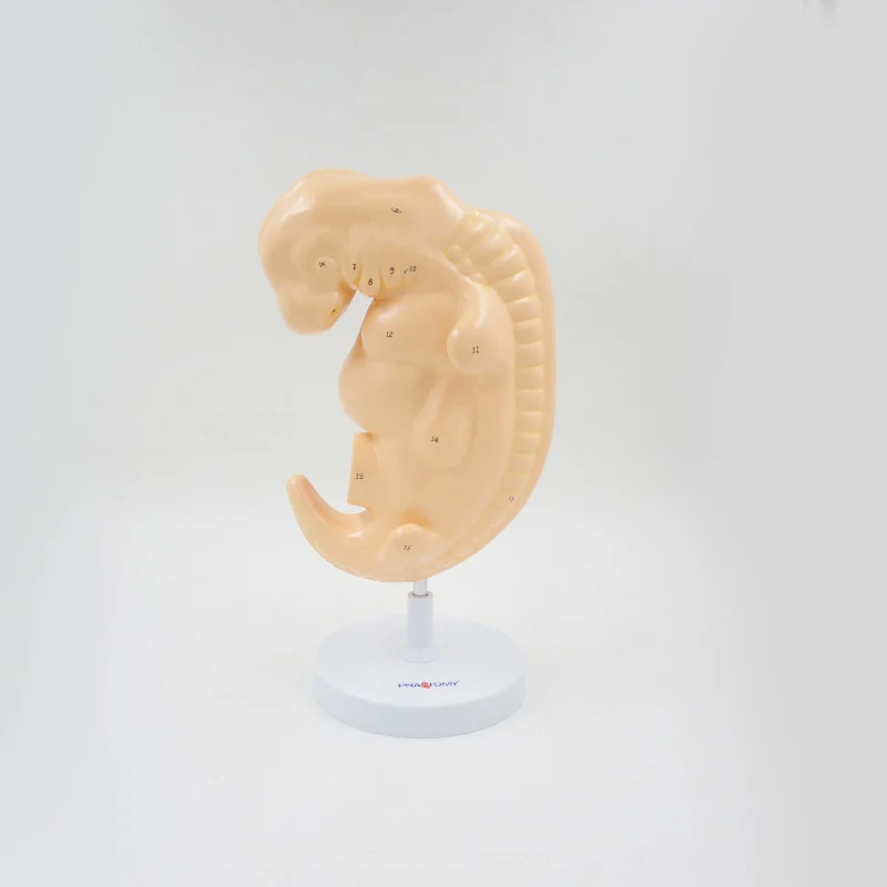 Modelo de Embryo humano agrandado 50X, tamaño real, desarrollo fetal de 4ta semana, modelo anatómico, equipo educativo, materiales didácticos