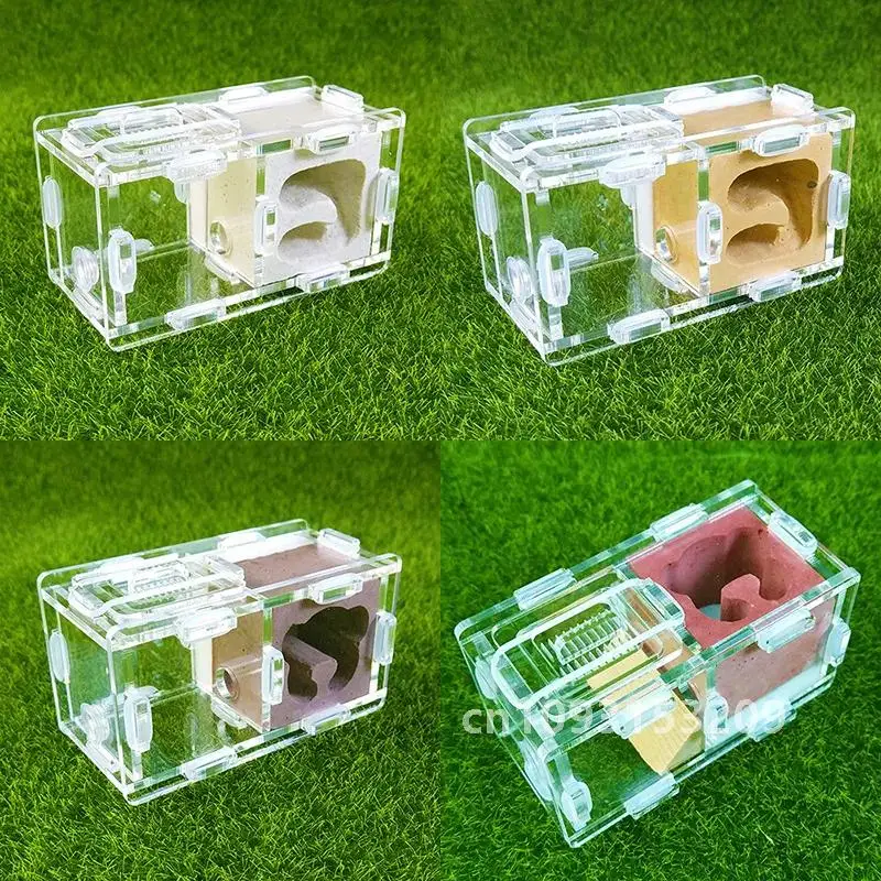 Beautiful Reptile Terrarium Ant Farm Acrylic and Gypsum Ant Breeding Hobby Insect Supplies Unique Gifts