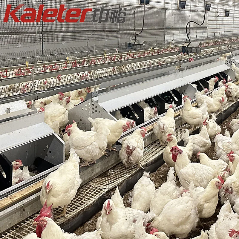 Breeder Farm Laying Hens Poultry Nest Chicken Nesting Box Layer Collector Automatic Egg Collection System Roll Away