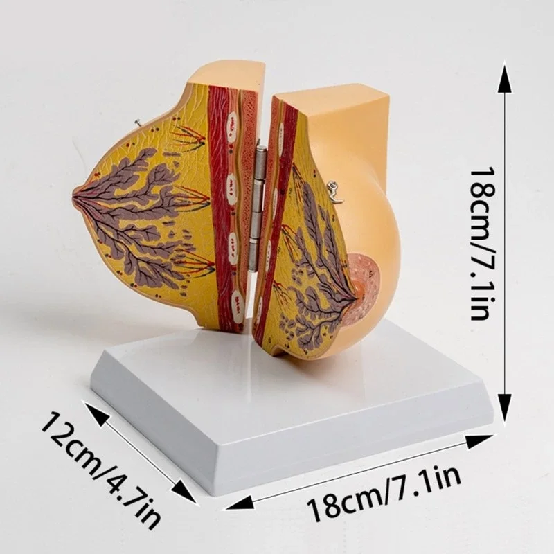 Female Stationary Stage Breast Model Beauty Gynecological Anatomy Model Medical Teaching Tools
