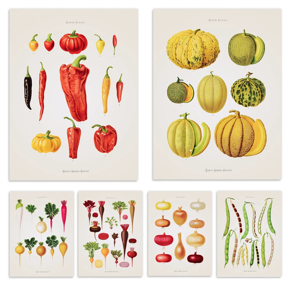 Melon and pumpkin, peppers, zucchini, beans, beetroot, cabbage, kale plant vegetables poster, culinary art, kitchen decoration
