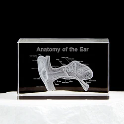 3D Ear Organ Model Crystal Cube Otology Medical Science Gifts Crystal Glass Figurine Paperweight Human Organ Statue