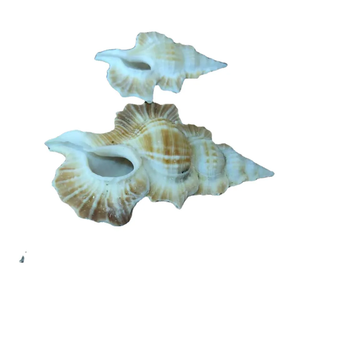 Gyrineum perca Wing method Conch Shell for Mediterranean Decorations, 4-8cm Specimens