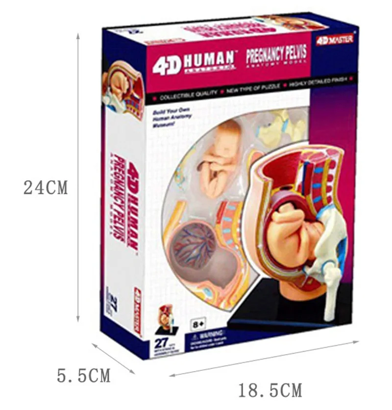 

4d Human Pregnancy Pelvis Anatomy Model Skeleton Medical Teaching Aid Puzzle Assembling Toy