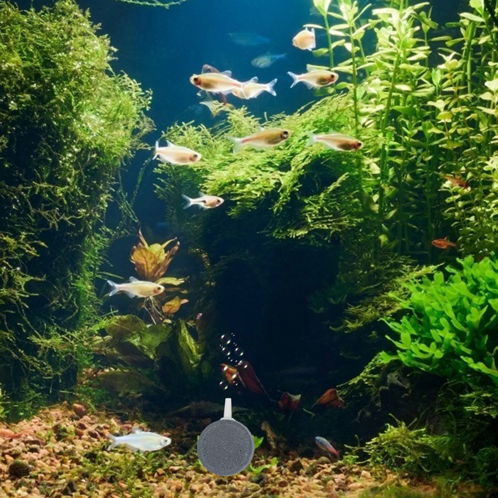 

5Pcs Oxygen Pump Air Stones for Aquarium Fish Tank Bubble Diffusers Enhance Water Aeration Bubble Air Diffuser Fish Tank Supply