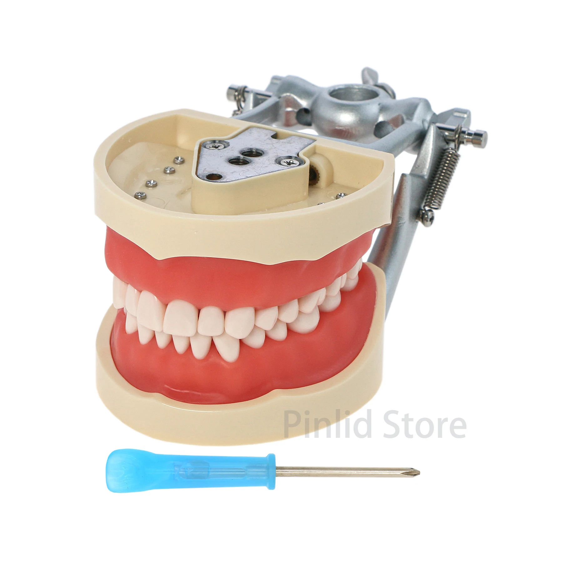 Dental model Removable 32 pieces of teeth Practice teaching Simulation cheek soft rubber M801