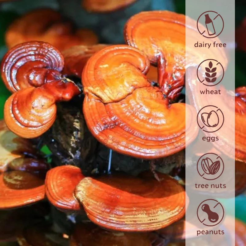 Reishi Kapseln-Reishi-Extrakt hilft bei Langlebig keit, Stimmung, Schlaf und Immun unterstützung vegane Ergänzung ohne GVO