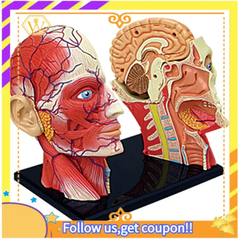 Latest--Torso Human Body Model Education Head Muscles Nerve Organs Model For Student Teaching Study Assembling Model
