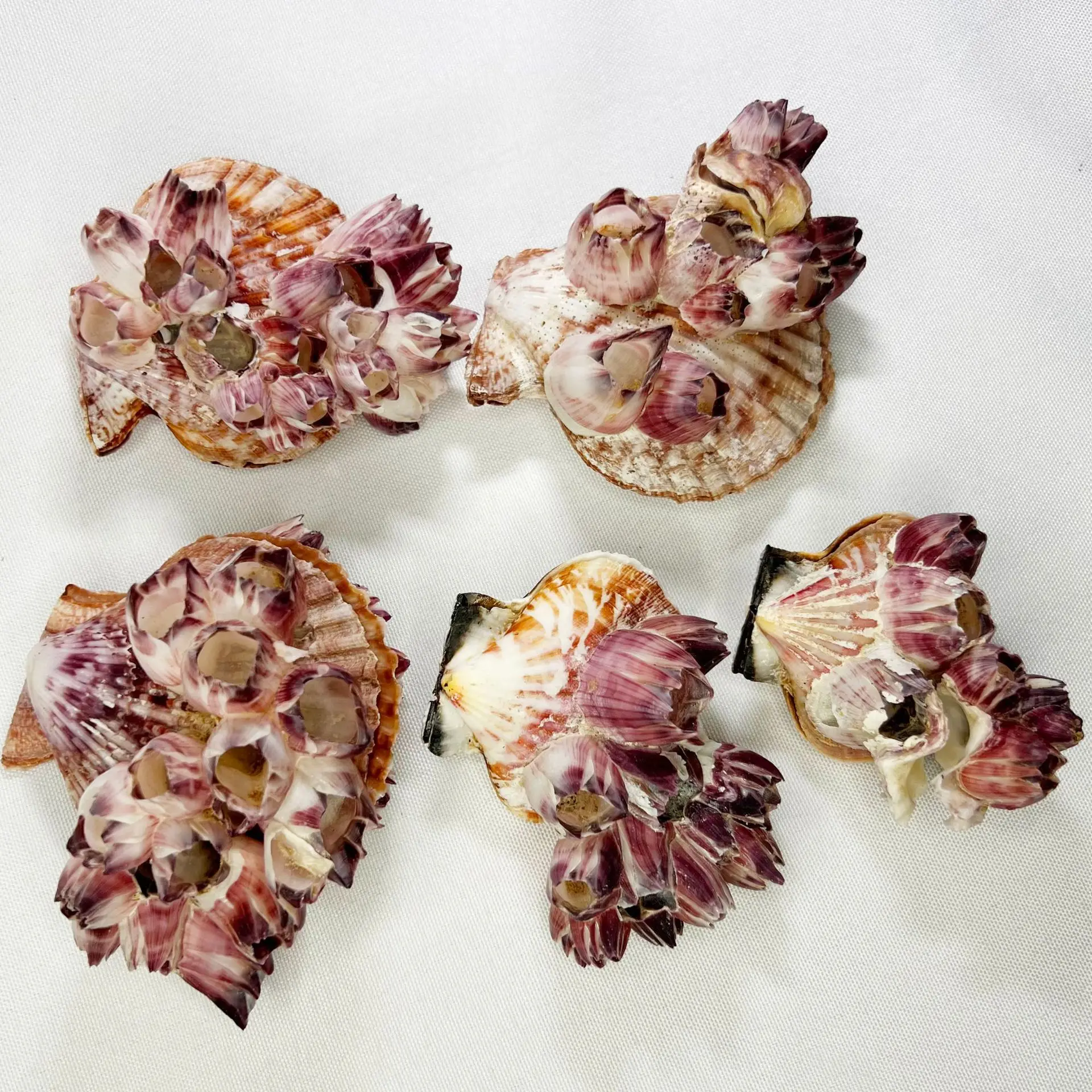 Natural Balanus & Pecten Shells - Barnacle and Scallop Aquarium Decor, Marine Tank Ornament, Seashell Display Piece, Ocean Theme