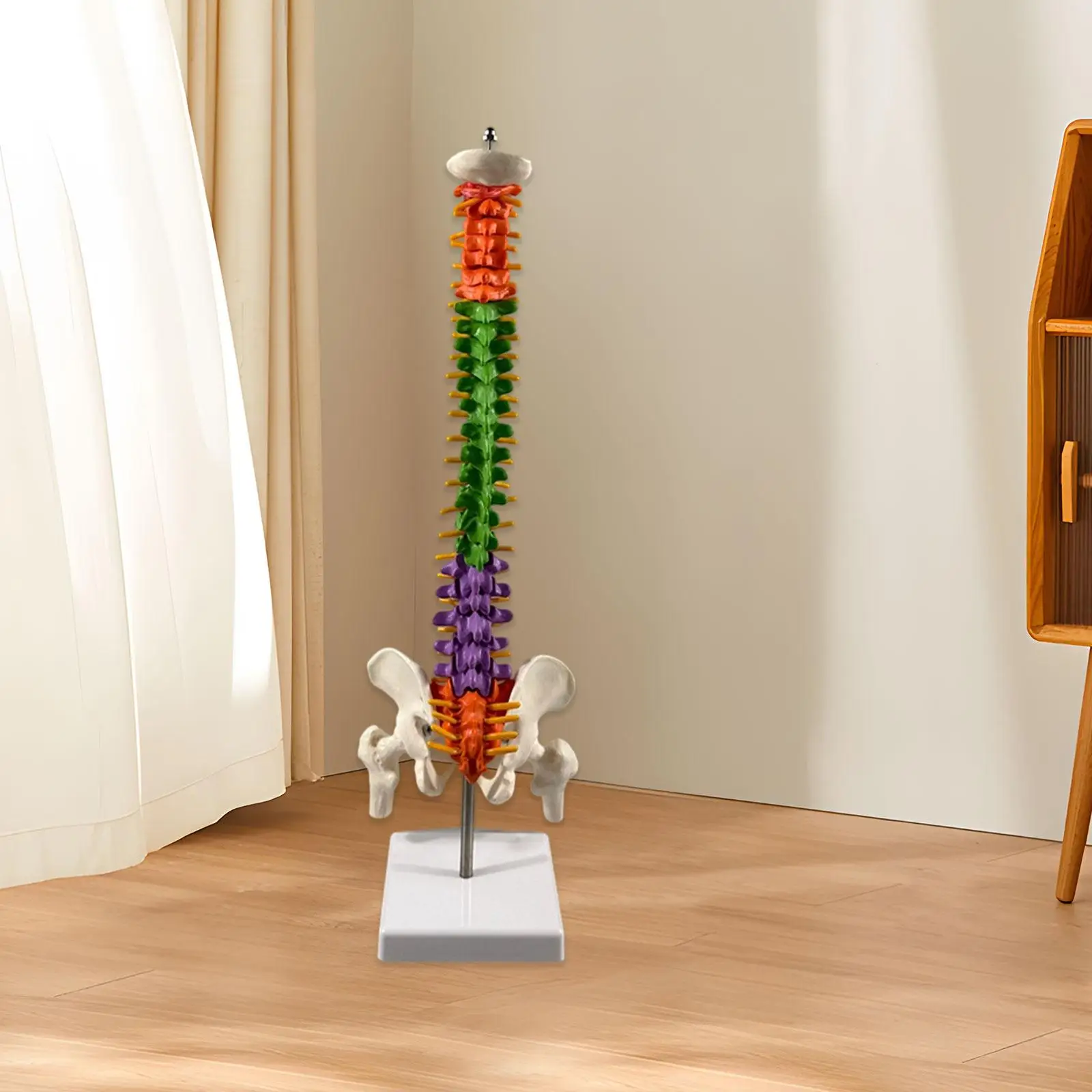 

Human Spine with Pelvic Model Teaching Resources with Stand Spinal Cord Model for Demonstration Laboratory School Biological