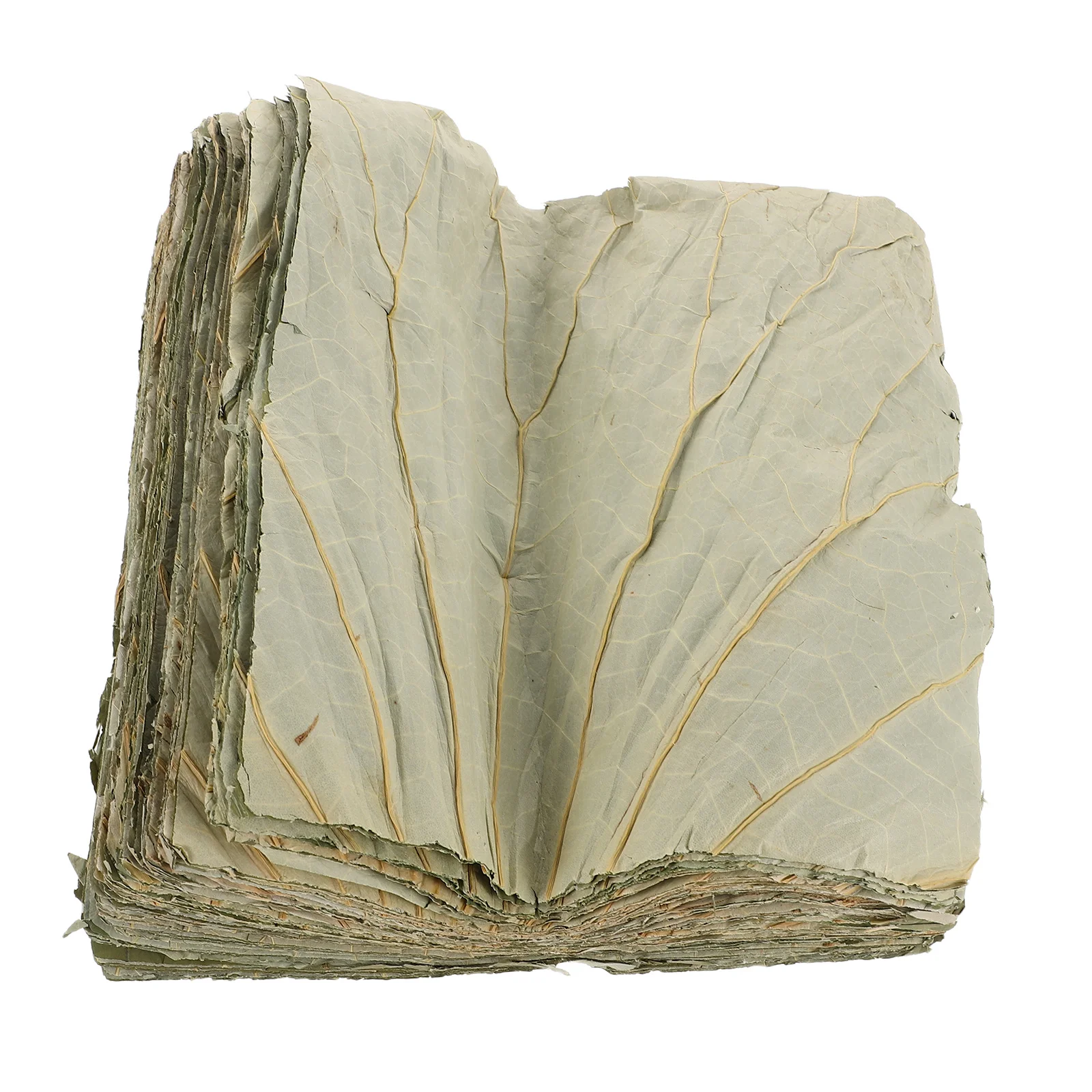 

100pcs Square Lotus Leaf Tray 20Cm Natural Food Wrap Leaves Sushi Plating Garnish Steaming Sticky Rice Wrapper Buffet