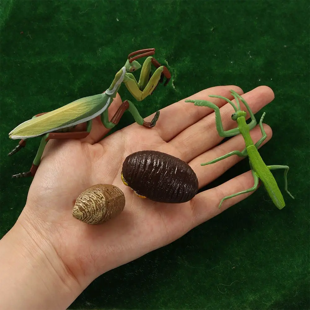 Ornamenti del ciclo Giocattoli educativi precoci per bambini Ciclo Mantis Figurina Ciclo di crescita delle lumache Ciclo di vita Figure Preghiera Mantis Toy