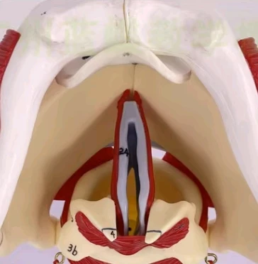 3 Times Enlargement Laryngeal Structure and Function Enlargement Model Teaching Equipment for Laryngeal Anatomy Model