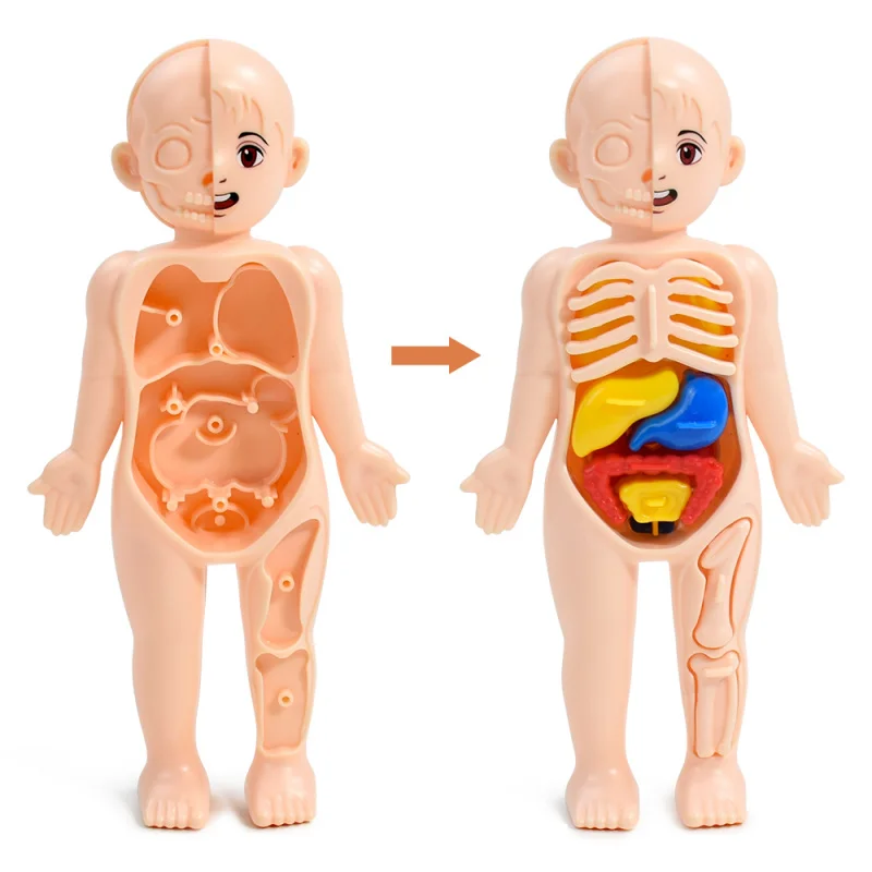 Giocattoli scientifici per bambini Anatomia dell'organo del corpo umano Modello assemblato fai-da-te Strumenti didattici medici per bambini